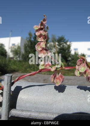 Ceduo-centinodia (Fallopia dumetorum), arrampicata in un recinto, in Germania, in Renania settentrionale-Vestfalia Foto Stock