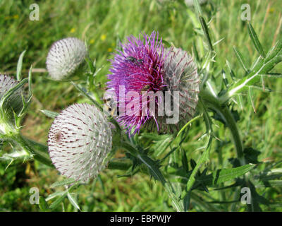 Lanosi thistle (Cirsium eriophorum), fioritura, GERMANIA Baden-Wuerttemberg Foto Stock