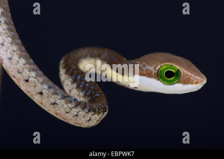 Boomslang / Dispholidus typus Foto Stock