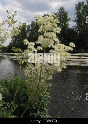 Olmaria, regina di prato (Filipendula ulmaria), blloming sulla sponda del Danubio, GERMANIA Baden-Wuerttemberg Foto Stock