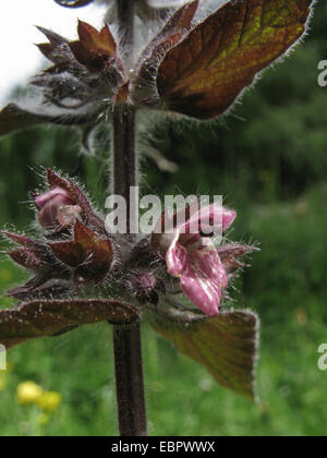 Calcare woundwort (Stachys alpina), whorl di fiori, in Germania, in Baviera Foto Stock