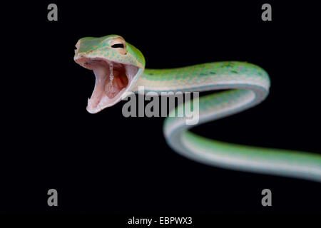 Attaccare il serpente / Ahaetulla nasuta