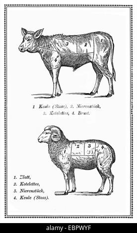 Vitello vecchia e montone grafico con tagli numerato Foto Stock
