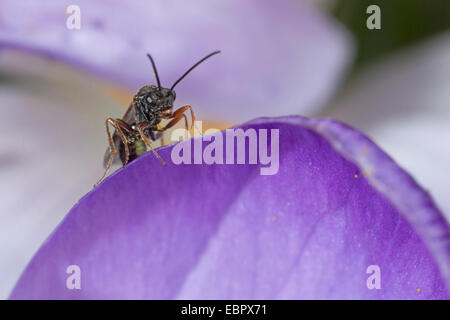 Ichneumon fly, ichneumon (Ichneumonidae), ichneumonfly in un fiore crocus, Germania Foto Stock