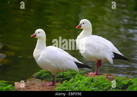 Ross di oca (Anser rossi, Chen rossi), due Ross di oche sulla riva Foto Stock