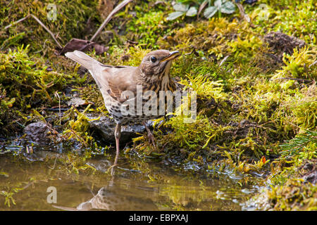 Tordo bottaccio (Turdus philomelos), sulla riva di un laghetto della foresta, Svizzera, Sankt Gallen, Rheineck Foto Stock