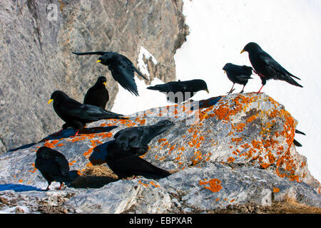 Gracchio alpino (Pyrrhocorax graculus), seduta su una roccia coevred con i licheni, Svizzera Vallese, Leukerbad Foto Stock