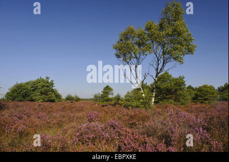 Heather, molva (Calluna vulgaris), betulle singola in una fioritura di brughiera, Rehdener Geestmoor, Diepholz, Ni Foto Stock