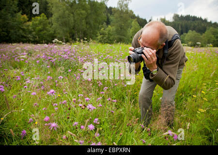 Uomo di scattare le foto knapweeds in un prato, in Germania, in Renania Palatinato Foto Stock