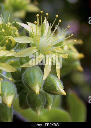 Aeonium (Aeonium canariense), fiore Foto Stock