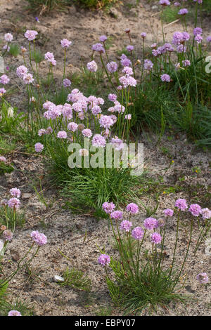 Comune di parsimonia, mare parsimonia, mare rosa (Armeria maritima), fioritura, Germania Foto Stock