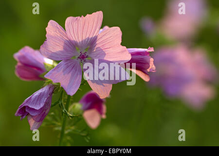 Musk mallow, muschio cheeseweed (Malva moschata), fiori in controluce, Germania, Schleswig-Holstein Foto Stock