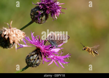 Halictus sexcinctus (Halictus sexcinctus), Wild bee e comune blu su una Centaurea, in Germania, in Baviera Foto Stock