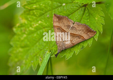 Muso comune (Hypena proboscidalis), seduta su una foglia, Germania, Thueringen Foto Stock