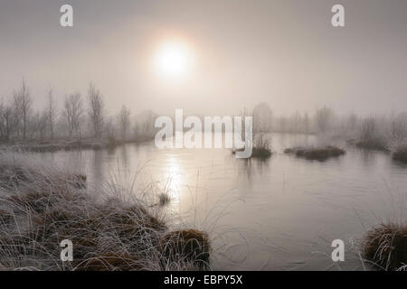 Goldenstedt Highmoor con nebbia di mattina, Germania, Bassa Sassonia, Oldenburger Muensterland Foto Stock