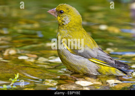 Western verdone (Carduelis chloris), maschio balneazione, Germania Foto Stock