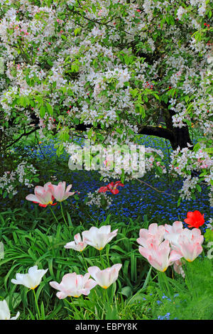 Giardino in comune tulip (Tulipa spec.), aiuola con i tulipani, dimenticare-me-poveri e ornamentali in fiore del melo, Germania Foto Stock