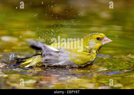 Western verdone (Carduelis chloris), maschio balneazione, Germania Foto Stock