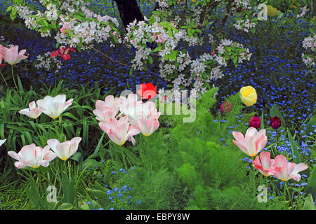 Giardino in comune tulip (Tulipa spec.), aiuola con i tulipani, dimenticare-me-poveri e ornamentali in fiore del melo, Germania Foto Stock