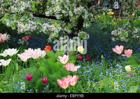 Giardino in comune tulip (Tulipa spec.), aiuola con i tulipani, dimenticare-me-poveri e ornamentali in fiore del melo, Germania Foto Stock