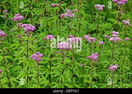 La canapa-agrimonia, comune di canapa (agrimonia Eupatorium cannabinum), fioritura, Germania Foto Stock