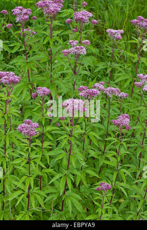 La canapa-agrimonia, comune di canapa (agrimonia Eupatorium cannabinum), fioritura, Germania Foto Stock