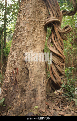 Liana in corrispondenza di un tronco di albero nella foresta tropicale di Chitwan National Park, Nepal, Terai, Chitwan il parco nazionale Foto Stock