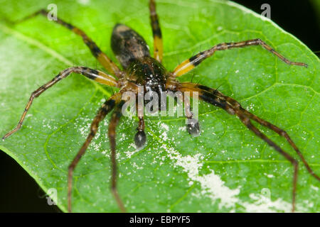 Ronzio spider (Anyphaena accentuata), maschio, Germania Foto Stock