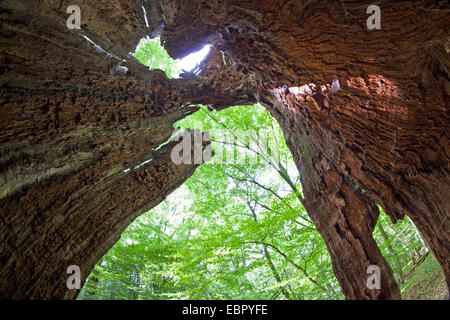 Foresta con un vecchio albero morto, Germania Foto Stock