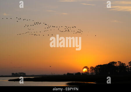 Comune, Gru Gru eurasiatica (grus grus), volare il loro posto per dormire a sunrise, Germania, Meclemburgo-Pomerania, Western Pomerania Area Laguna National Park, Zingst Foto Stock