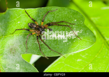 Ronzio spider (Anyphaena accentuata), maschio, Germania Foto Stock