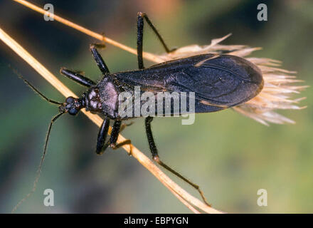 Mascherato bug hunter, volare bug (Reduvius personatus), su una lama di erba, Germania Foto Stock