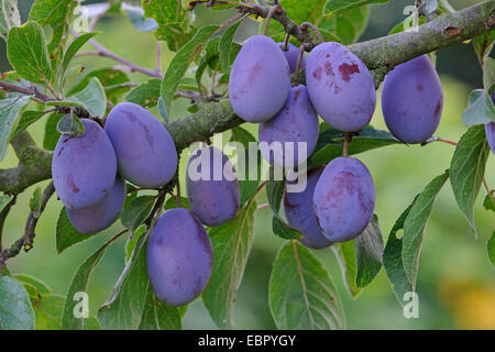 Unione prugna (Prunus domestica), susine mature su albero, Germania, Bassa Sassonia Foto Stock