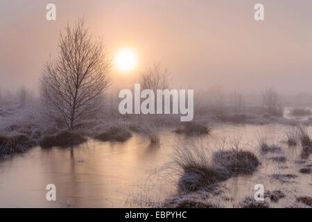 Goldenstedt Highmoor con nebbia di mattina, Germania, Bassa Sassonia, Oldenburger Muensterland Foto Stock