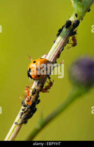 Sette-spot coccinella, sevenspot coccinella, 7-spot ladybird (Coccinella septempunctata), sette-spot ladybird e prato giallo formiche con impianto louses, in Germania, in Renania Palatinato Foto Stock