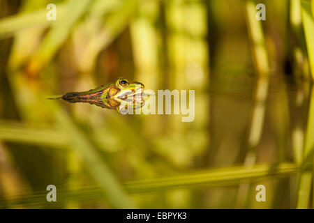 Piscina rana, poco waterfrog (Rana lessonae, Pelophylax lessonae), in acqua, in Germania, in Renania Palatinato Foto Stock