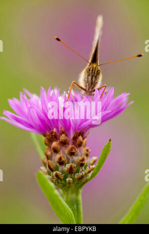 Minore fritillary in marmo (Brenthis ino), il fiordaliso marrone, in Germania, in Renania Palatinato Foto Stock