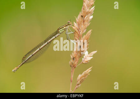 Bianco-zampe (damselfly Platycnemis pennipes), a soft-erba, in Germania, in Renania Palatinato Foto Stock