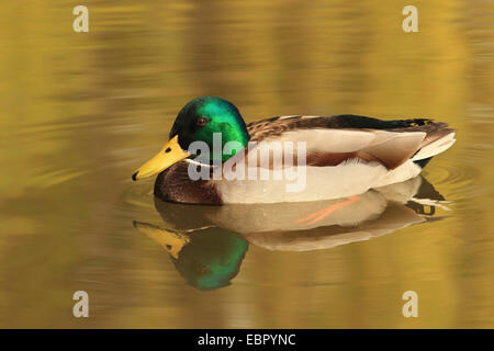 Il germano reale (Anas platyrhynchos), nuoto drake in primavera, GERMANIA Baden-Wuerttemberg Foto Stock