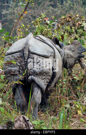 Maggiore il rinoceronte indiano, Great Indian One-cornuto rinoceronte (Rhinoceros unicornis), eretta nell'arbusteto e mangiare, Nepal, Terai, Chitwan il parco nazionale Foto Stock