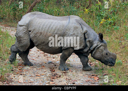 Maggiore il rinoceronte indiano, Great Indian One-cornuto rinoceronte (Rhinoceros unicornis), camminando su di un percorso e la ricerca di cibo, Nepal, Terai, Chitwan il parco nazionale Foto Stock