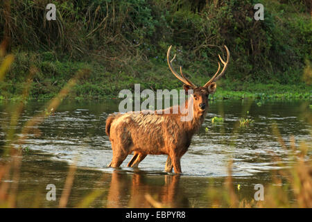 Sambar cervi, sambar (Rusa unicolor, Cervus unicolor), attraversare un fiume, Nepal, Terai, Chitwan il parco nazionale Foto Stock