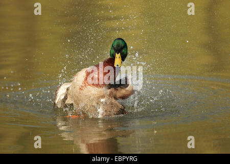 Il germano reale (Anas platyrhynchos), Drake balneazione, GERMANIA Baden-Wuerttemberg Foto Stock