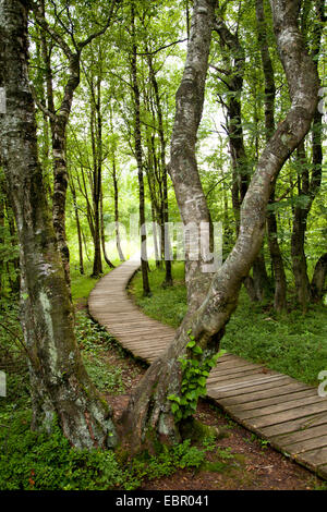 Modo di legno attraverso il BOG, Germania, Thueringen, Rhoen Foto Stock