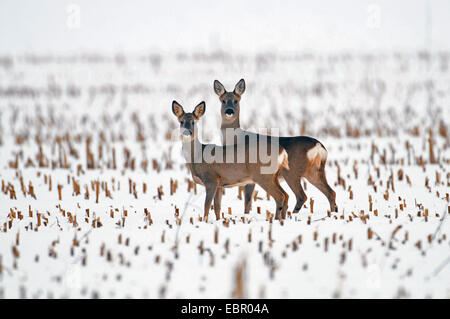 Il capriolo (Capreolus capreolus), due caprioli in un campo di stoppie in inverno, Germania, Bassa Sassonia, Oldenburger Muensterland Foto Stock