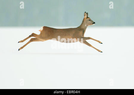 Il capriolo (Capreolus capreolus), buck fuggendo su un prato in inverno, Germania, Bassa Sassonia Foto Stock