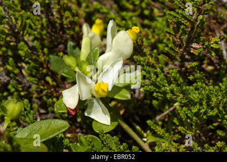 Arbustiva Milkwort (Polygala chamaebuxus), fioritura, Germania Foto Stock