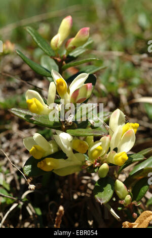 Arbustiva Milkwort (Polygala chamaebuxus), fioritura, Germania Foto Stock