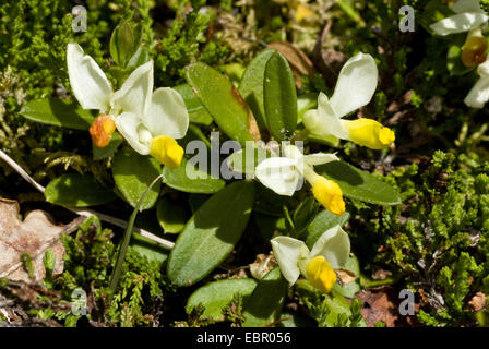 Arbustiva Milkwort (Polygala chamaebuxus), fioritura, Germania Foto Stock