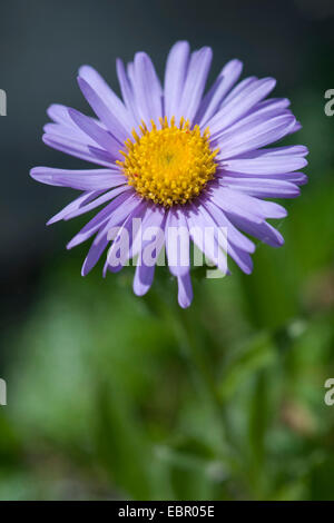 Aster boreale, alpine Aster (Aster alpinus), fioritura, Svizzera Foto Stock